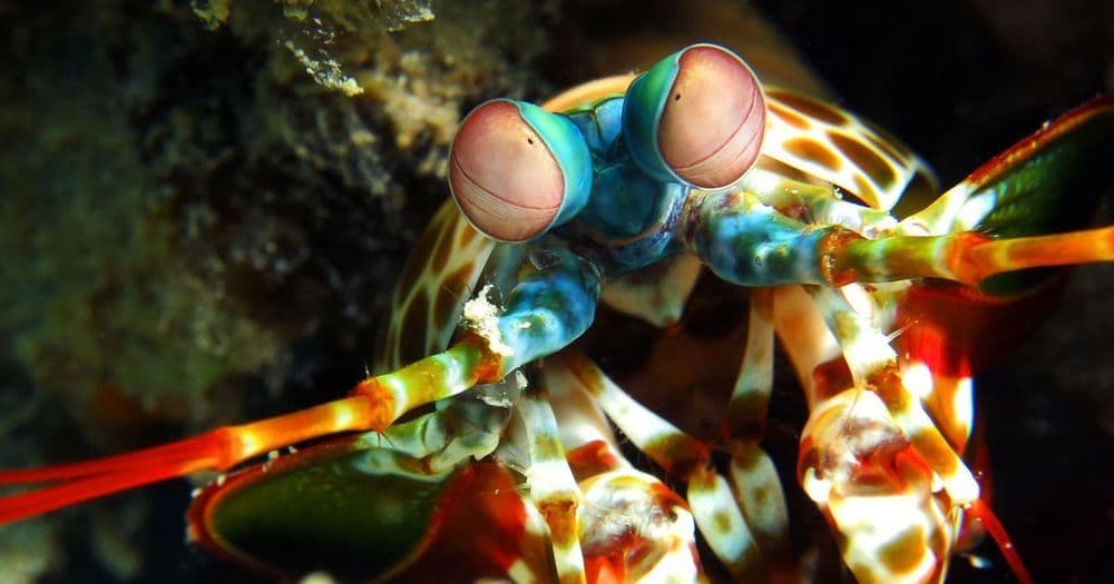 This shrimp is awesome